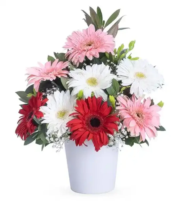 Gerbera bahçesi