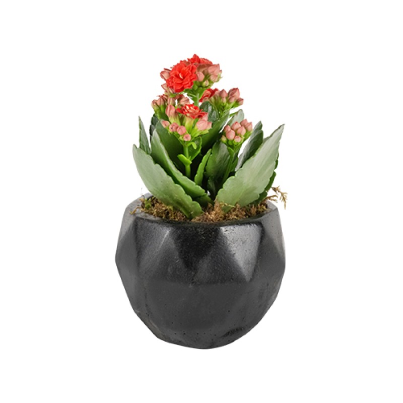 Kırmızı kalanchoe çiçeği