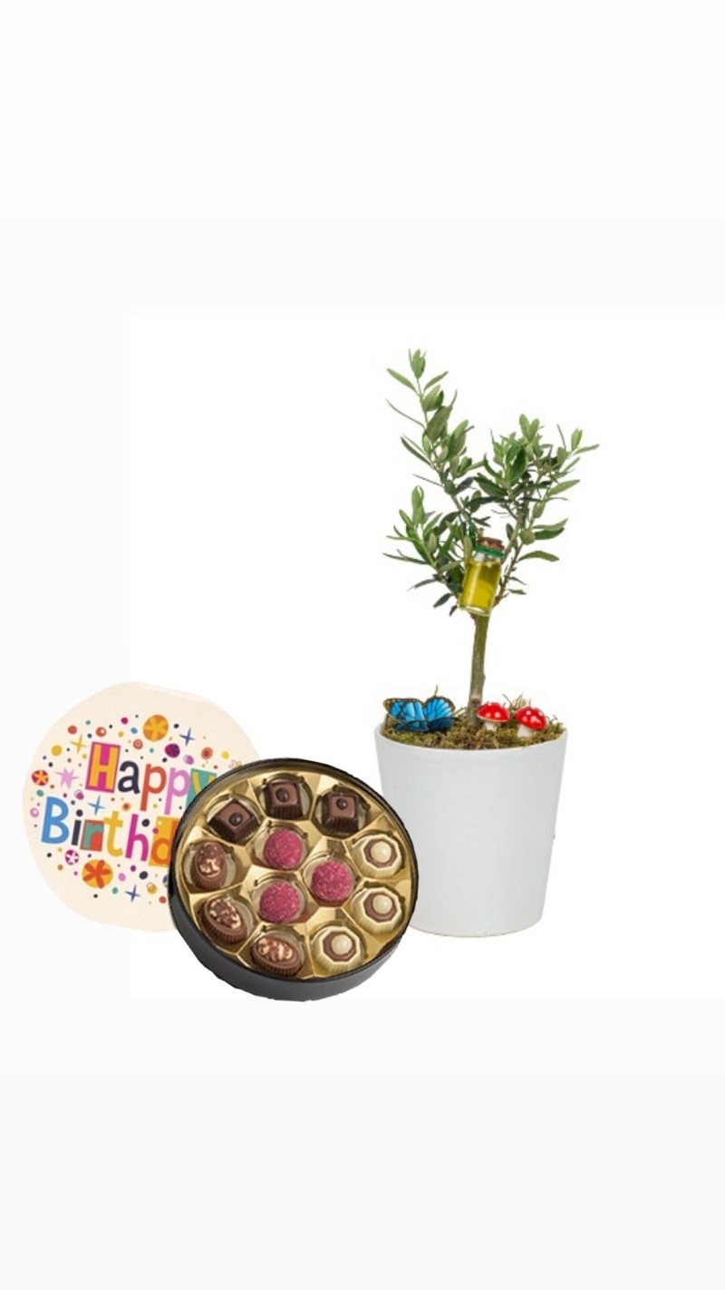 Beyaz Vazoda Zeytin Ağacı & Happy Birthday Temalı Çikolata