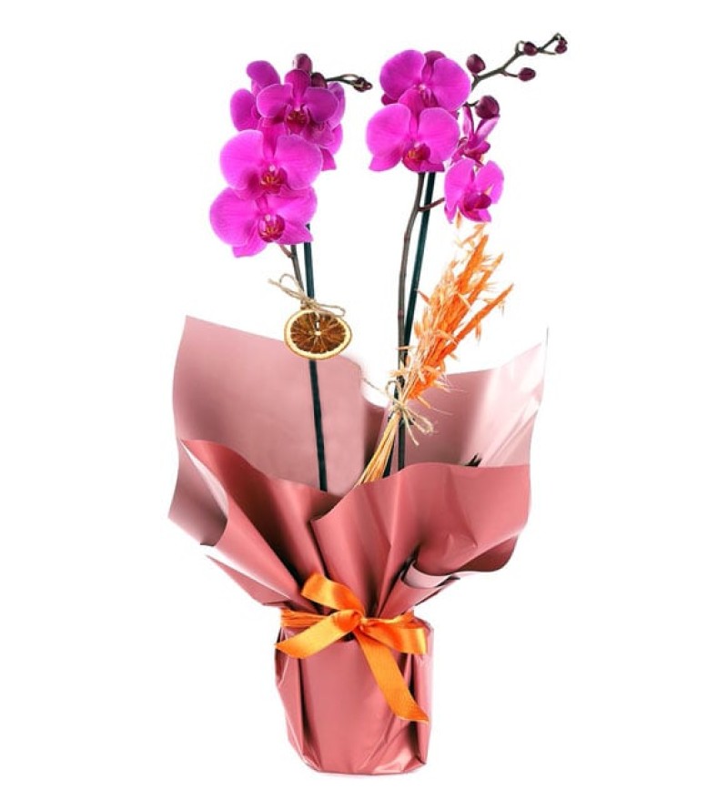 2 DALLI FUSYA ORKİDE ORANGE SERİSİ