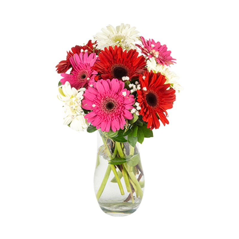 GERBERA RENKLERİ